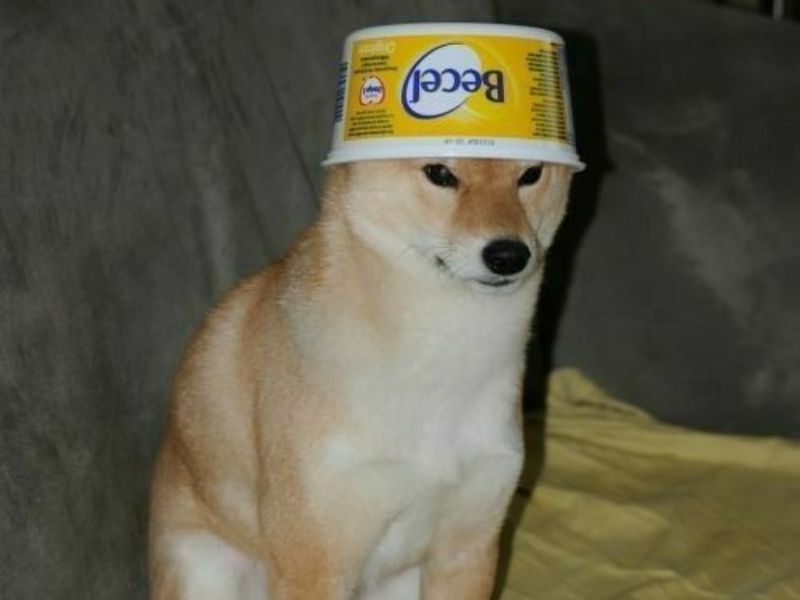 Những ảnh avatar meme chó - Hình số 8