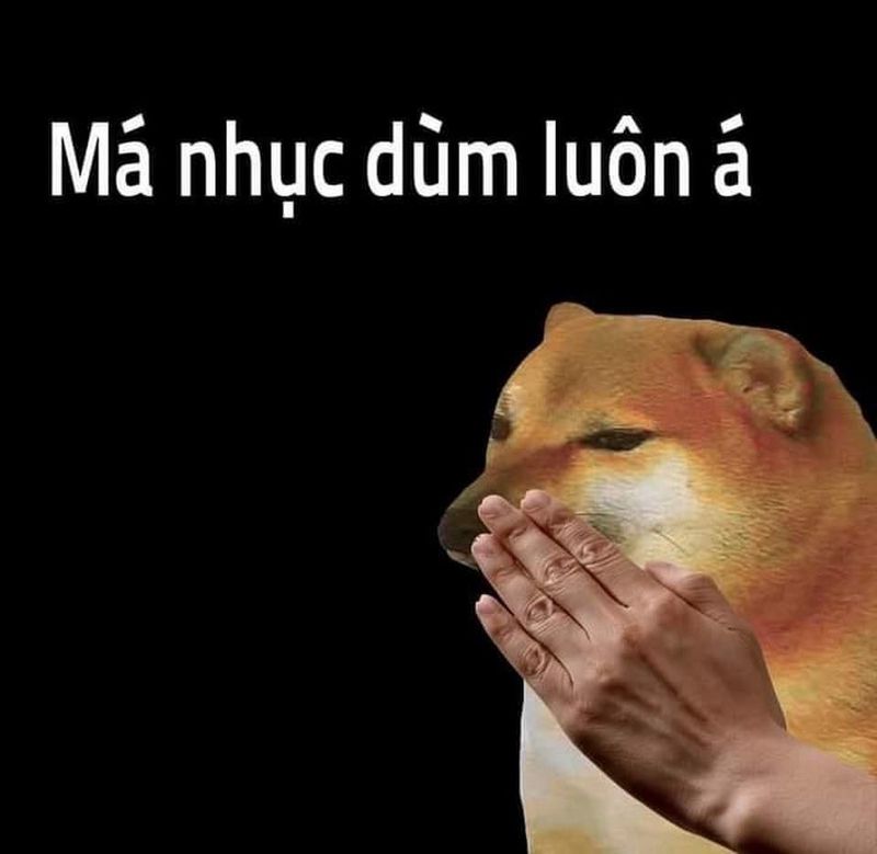 Những ảnh avatar meme chó - Hình số 10