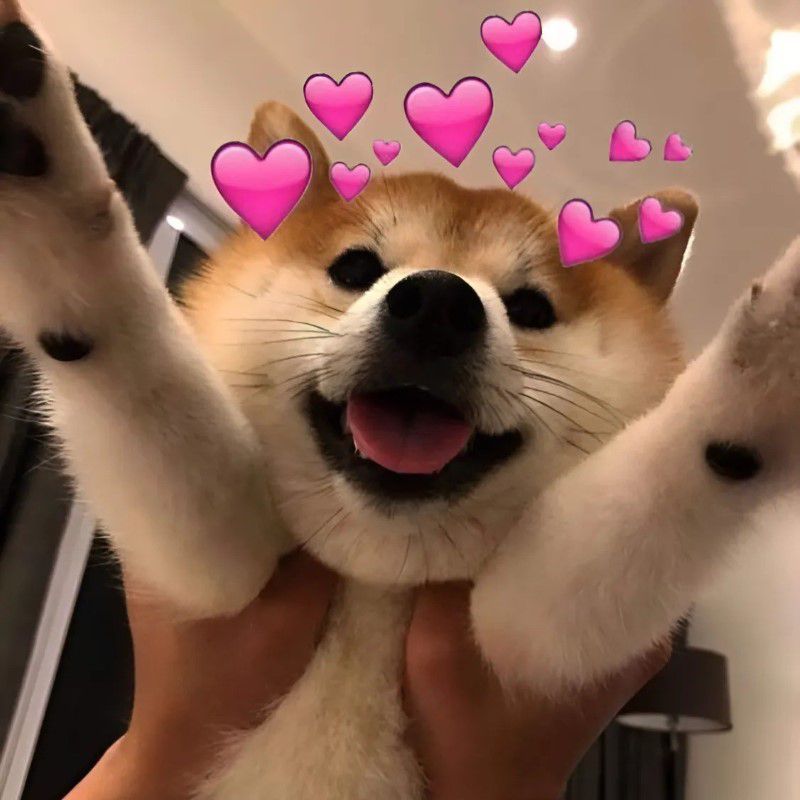 Những ảnh meme dog - Hình số 9