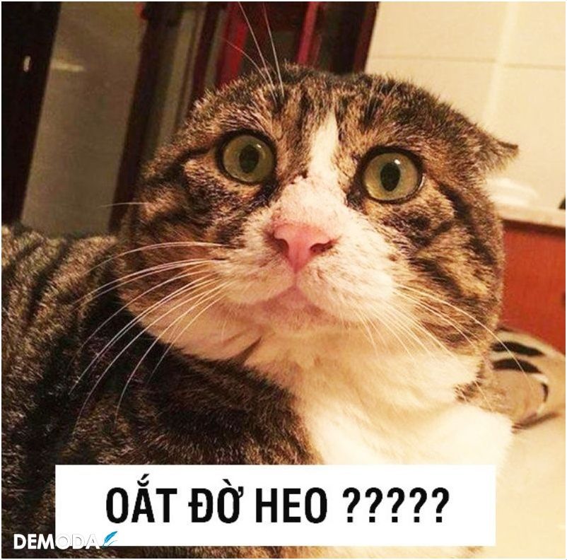 Những ảnh meme cute có chữ đáng yêu - Hình số 9