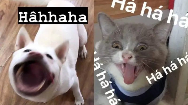 Những ảnh meme hài hước có chữ - Hình số 7