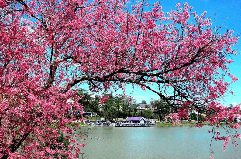 Những hình ảnh hoa đào đẹp - Hình số 9