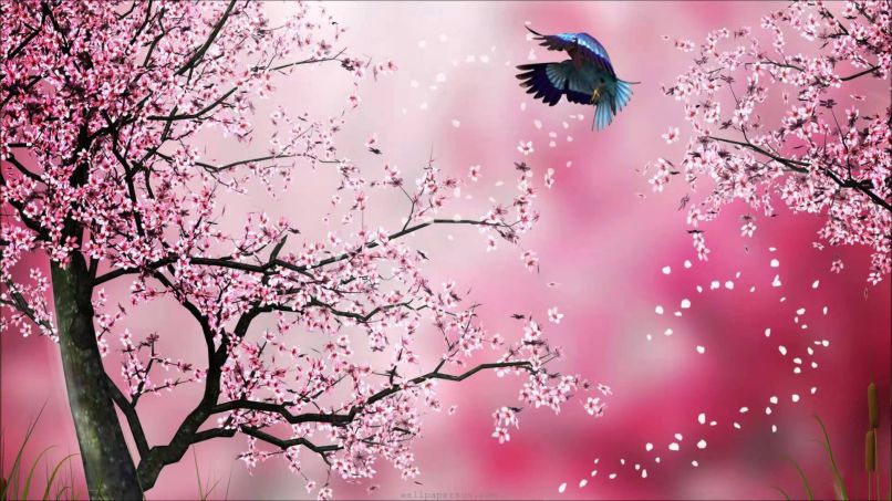 Những hình ảnh hoa đào rơi - Hình số 4