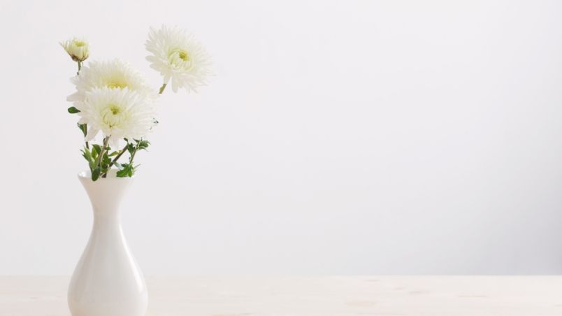 Những hình ảnh hoa cúc trắng nhẹ nhàng - Hình số 1