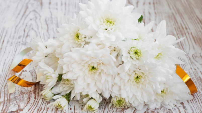 Những hình ảnh hoa cúc trắng nhẹ nhàng - Hình số 4