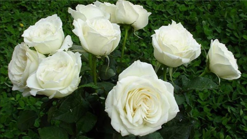 Những hình ảnh hoa hồng trắng - Hình số 8