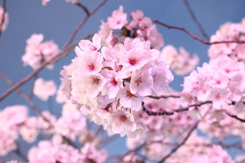 Những hình ảnh hoa đào nở - Hình số 1