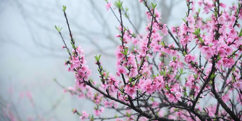 Những hình ảnh hoa đào nở - Hình số 10