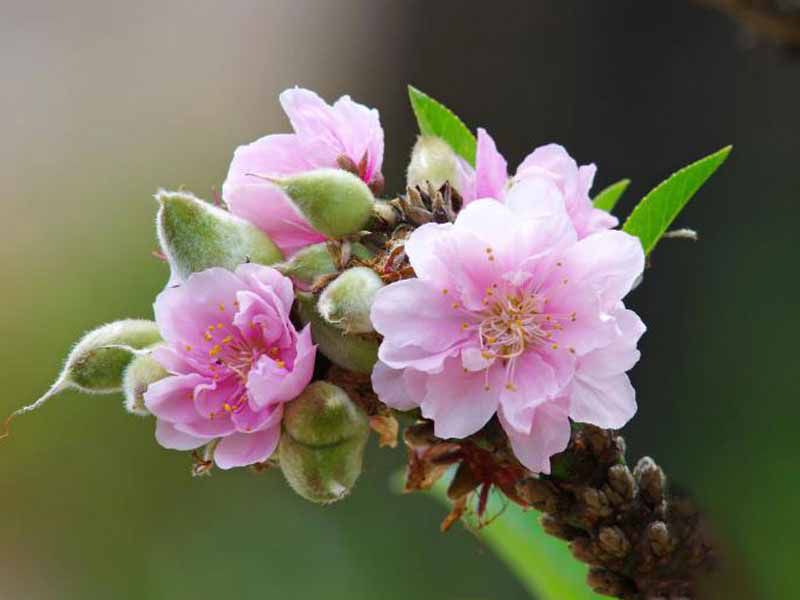 Những hình ảnh hoa đào nở - Hình số 2
