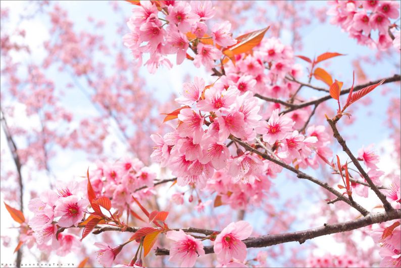 Những hình ảnh hoa đào nở - Hình số 6