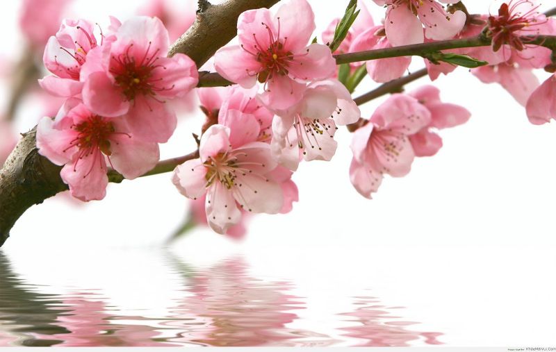 Những hình ảnh hoa đào nở - Hình số 7