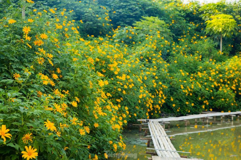 Những hình ảnh hoa dã quỳ rực rỡ - Hình số 4