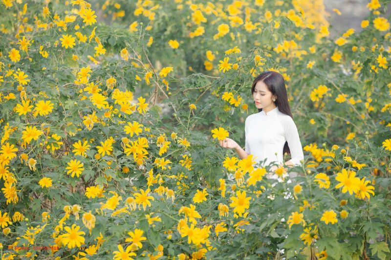 Những hình ảnh hoa dã quỳ rực rỡ - Hình số 8