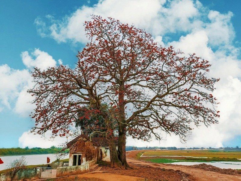 Những hình ảnh hoa gạo đầu làng - Hình số 1