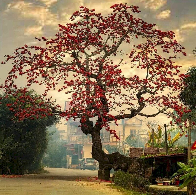 Những hình ảnh hoa gạo đầu làng - Hình số 2