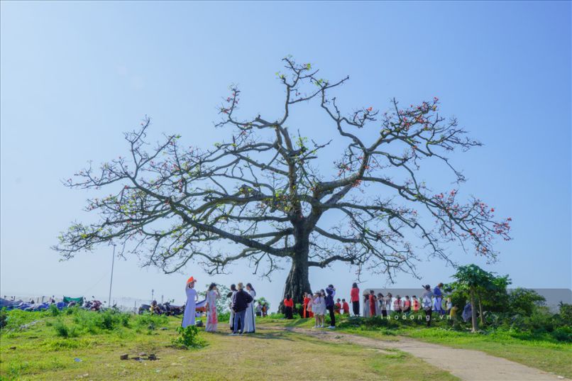 Những hình ảnh hoa gạo đầu làng - Hình số 8