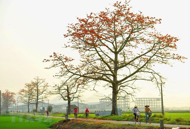 Những hình ảnh hoa gạo đầu làng - Hình số 9