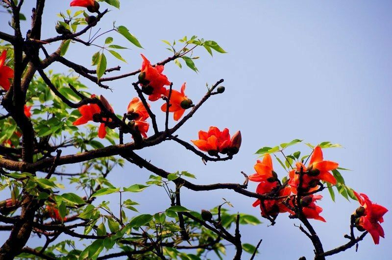 Những hình ảnh hoa gạo nở - Hình số 1