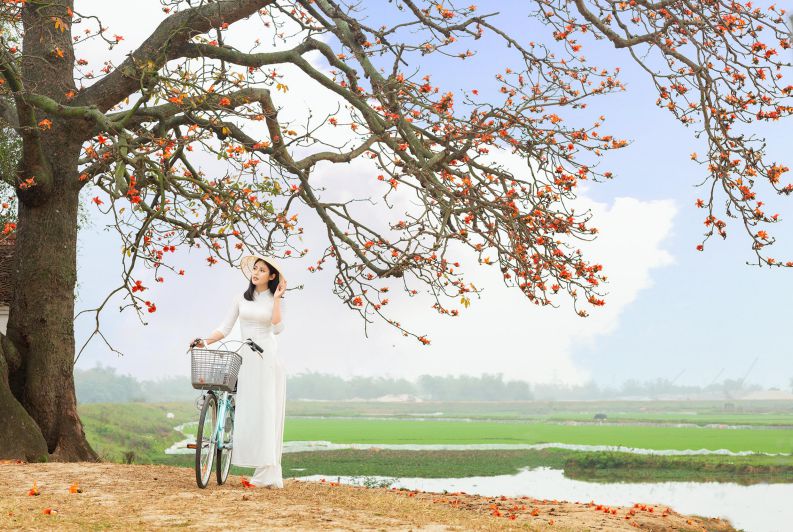 Những hình ảnh hoa gạo đẹp - Hình số 10