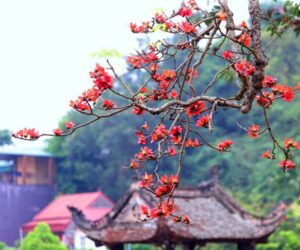 Những hình ảnh hoa gạo nở - Hình số 2