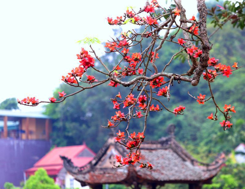 Những hình ảnh hoa gạo nở - Hình số 2