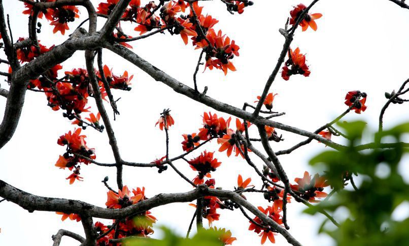Những hình ảnh hoa gạo nở - Hình số 3