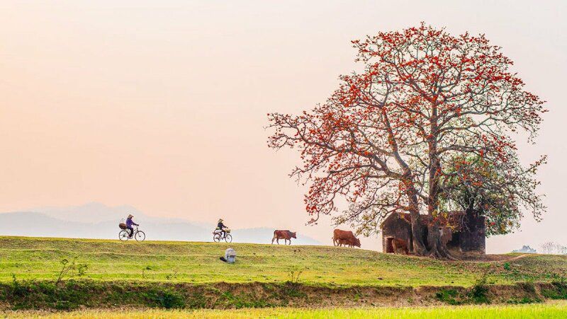 Những hình ảnh hoa gạo đẹp - Hình số 4