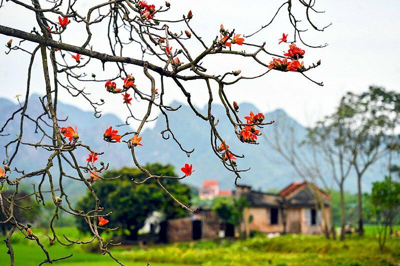 Những hình ảnh hoa gạo đẹp - Hình số 5