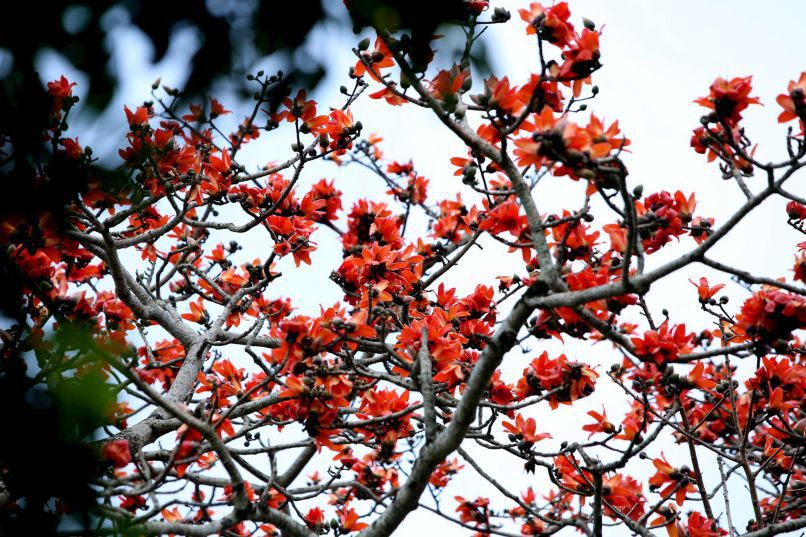 Những hình ảnh hoa gạo nở - Hình số 6