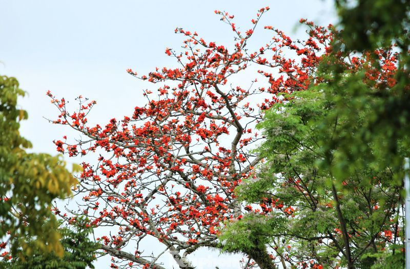 Những hình ảnh hoa gạo nở - Hình số 8