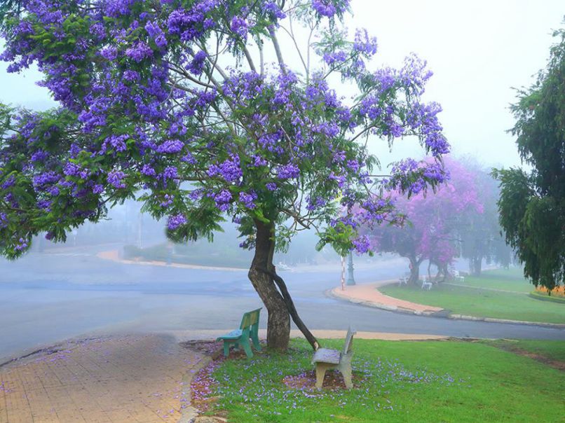 Những hình ảnh hoa phượng tím rực rỡ - Hình số 3