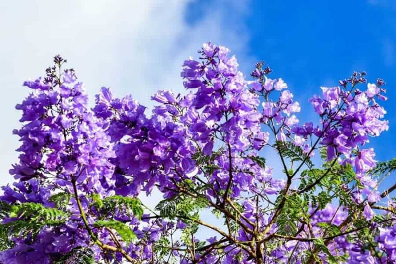 Những hình ảnh hoa phượng tím rực rỡ - Hình số 5
