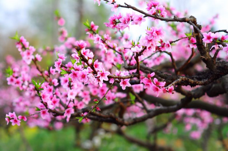 Những hình ảnh hoa đào ngày tết- Hình số 1