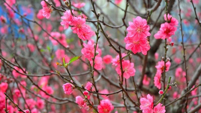 Những hình ảnh hoa đào ngày tết- Hình số 4