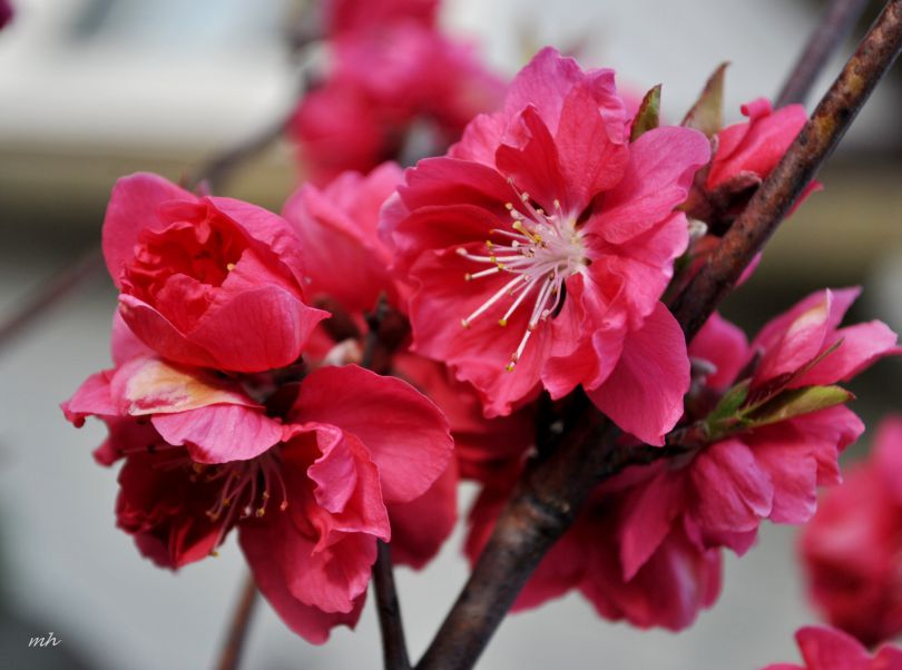 Những hình ảnh hoa đào ngày tết- Hình số 5