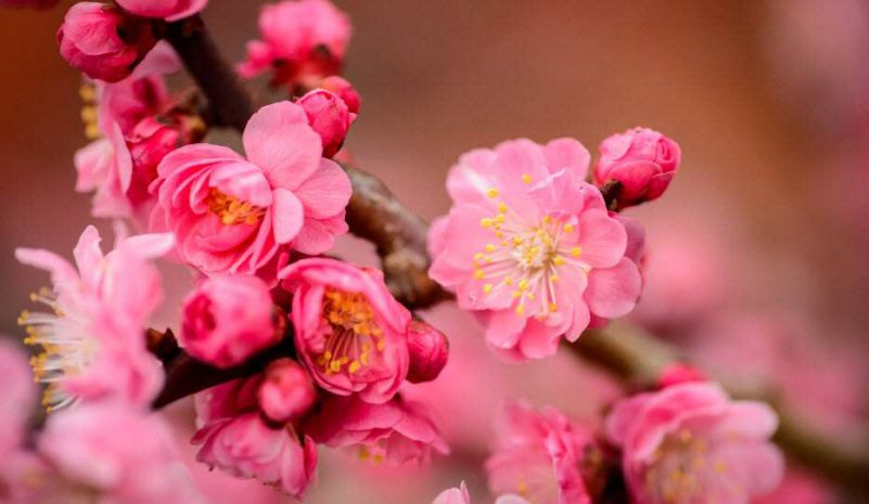 Những hình ảnh hoa đào ngày tết- Hình số 7