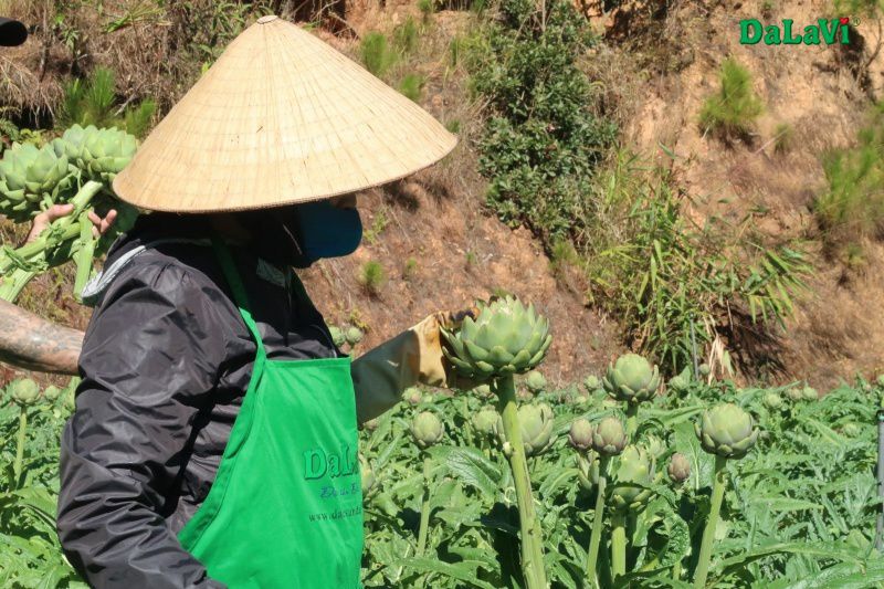 Những hình ảnh hoa atiso trên cây - Hình số 10