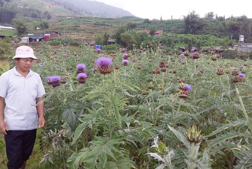Những hình ảnh hoa atiso trên cây - Hình số 7