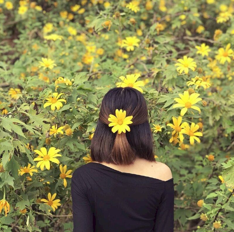 Những hình ảnh hoa dã quỳ vàng - Hình số 3
