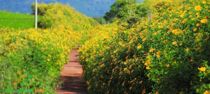 Những hình ảnh hoa dã quỳ vàng - Hình số 4
