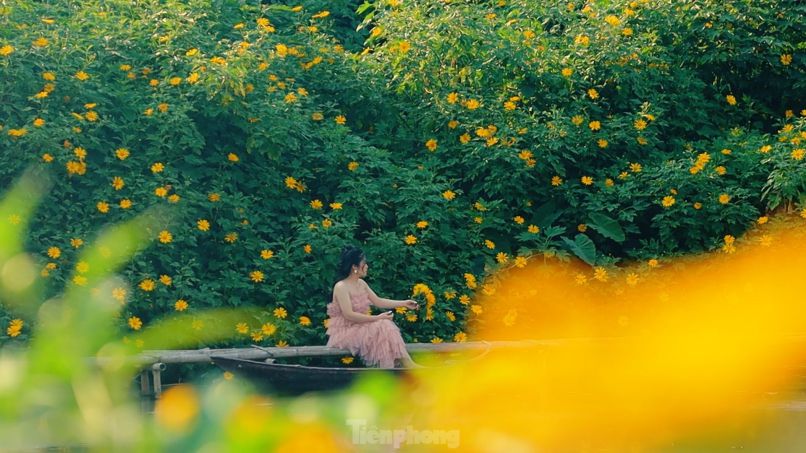 Những hình ảnh hoa dã quỳ vàng - Hình số 7