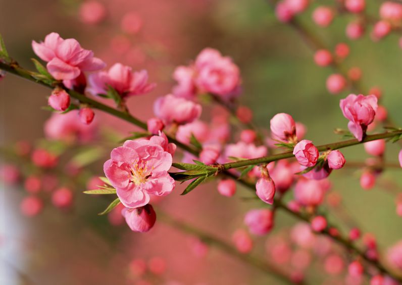 Những hình ảnh hoa đào đẹp - Hình số 1