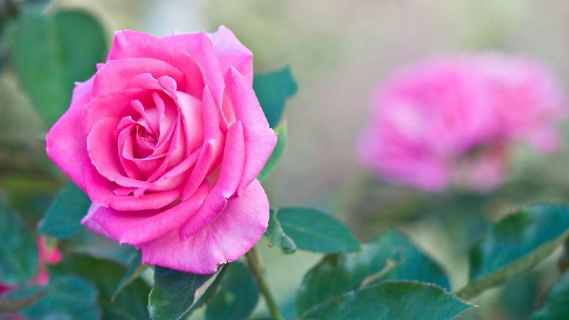 Những hình ảnh hoa hồng đẹp - Hình số 3