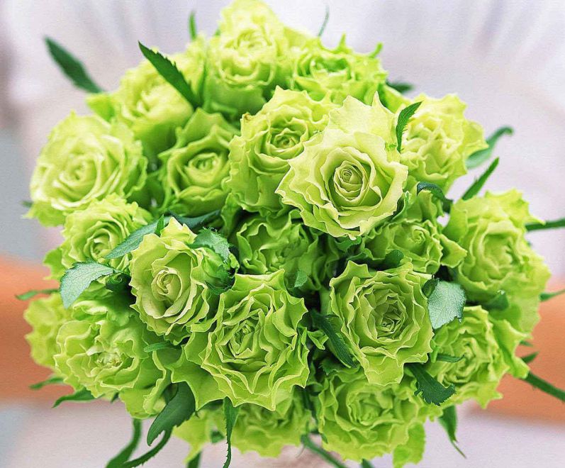 Những hình ảnh hoa hồng đẹp - Hình số 5