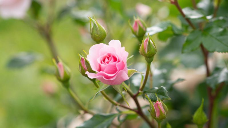 Những hình ảnh hoa hồng đẹp - Hình số 7