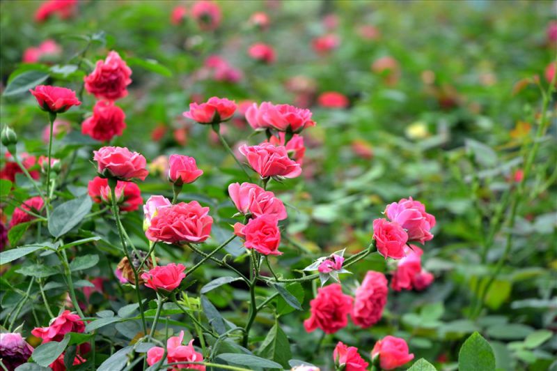 Những hình ảnh hoa hồng màu hồng - Hình số 8