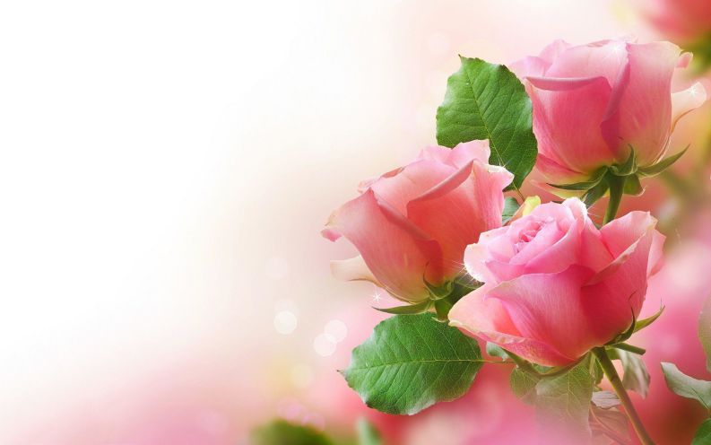 Những hình ảnh hoa hồng màu hồng - Hình số 9