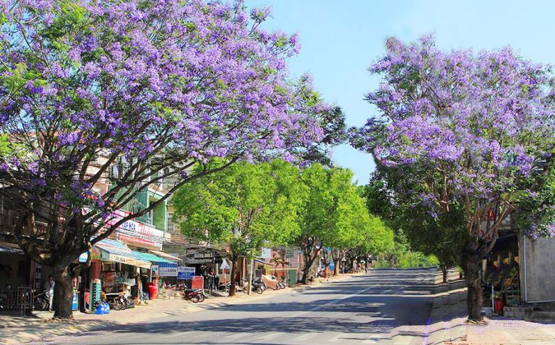 Những hình ảnh hoa phượng tím mùa hè - Hình số 7