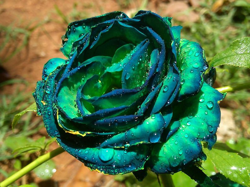 Những hình ảnh hoa hồng xanh - Hình số 8