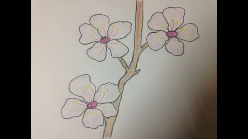 Những hình ảnh hoa đào vẽ - Hình số 4